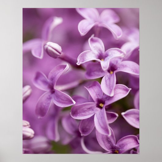 美しいの自然 – 紫薄紫 ポスター (正面)