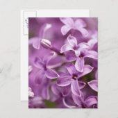 美しいの自然 – 紫薄紫 ポストカード (正面/裏面)