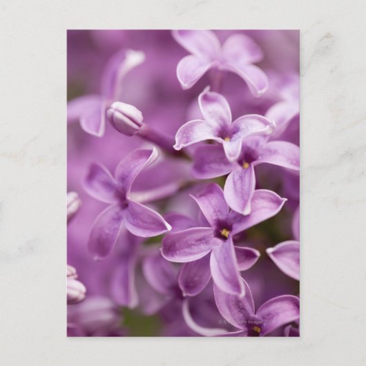 美しいの自然 – 紫薄紫 ポストカード (正面)