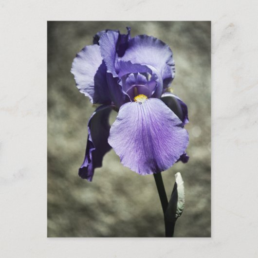 美しいはがき ポストカード (正面)