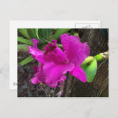 美しいはがき ポストカード (正面/裏面)