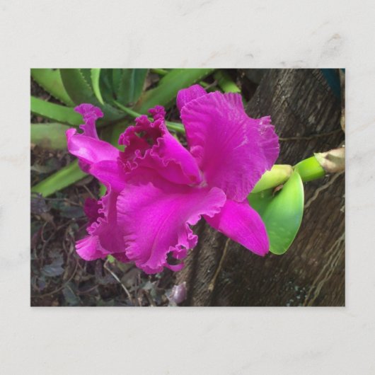 美しいはがき ポストカード (正面)