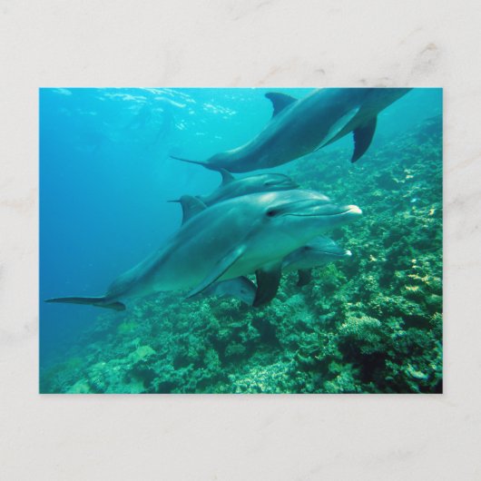 美しいはがき ポストカード (正面)