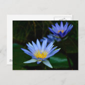 美しいはすの花および意味 ポストカード (正面/裏面)