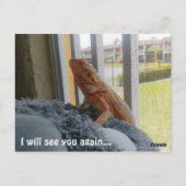 美しいひげ竜ペット記念写真 ポストカード (裏面)