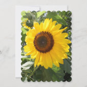 美しいひまわり写真 (正面)