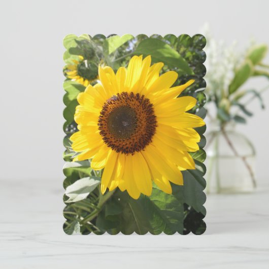 美しいひまわり写真 (スタンド正面)