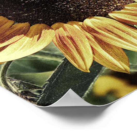 美しいひまわり写真 ポスター (角)