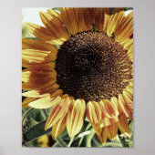 美しいひまわり写真 ポスター (正面)