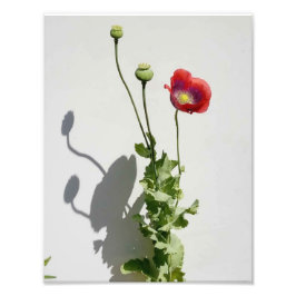 美しいも獣だ。 フォトプリント           