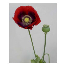 美しいも獣だ。