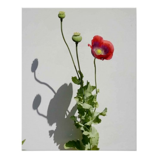 美しいも獣だ。 ポスター (正面)