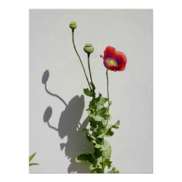 美しいも獣だ。 ポスター