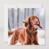 美しいアイリッシュ・レッド・セッター犬のクリスマス シーズンカード (正面)