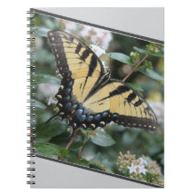 美しいアゲハチョウ蝶の写真 – 