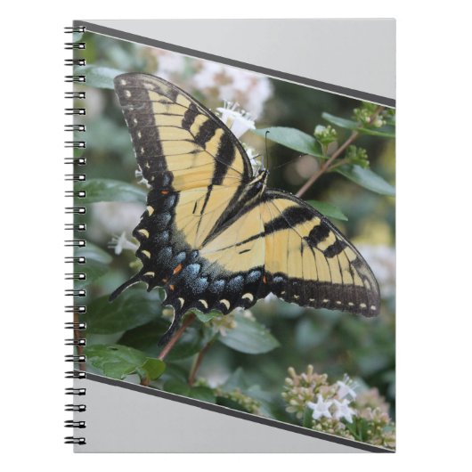 美しいアゲハチョウ蝶の写真 –  ノートブック (正面)