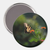 美しいアゲハチョウ蝶 マグネット (正面/裏面)