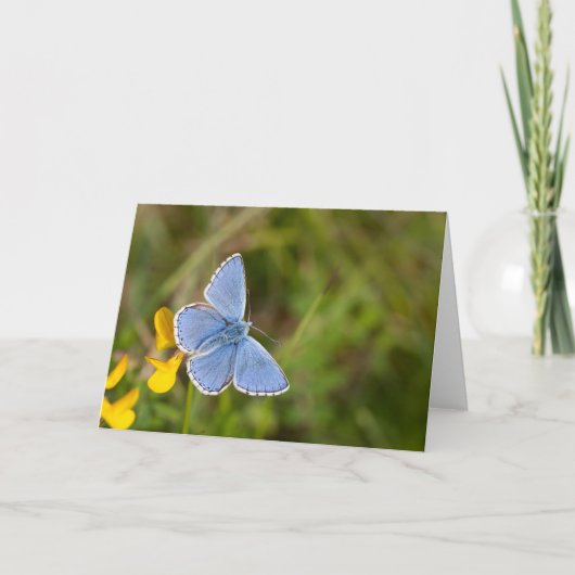 美しいアドニスブルーバタフライグリーティングカード カード (正面)