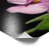 美しいアフリカンバイオレットアートプリント フォトプリント            (角)