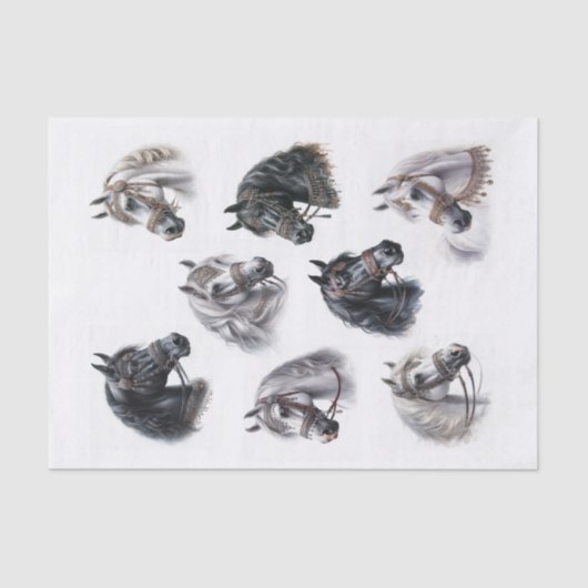 美しいアラビアファンシー馬 薄葉紙 (正面)