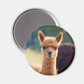 美しいアルパカ磁石 マグネット (正面/裏面)