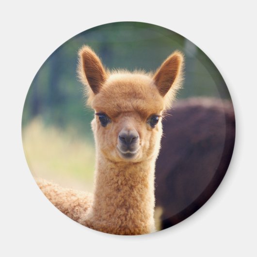 美しいアルパカ磁石 マグネット (正面)