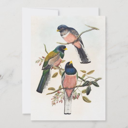 美しいアンティークの鳥の招待状セット 招待状 (裏面)