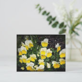 美しいイエローパンジー ポストカード (スタンド正面)