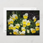 美しいイエローパンジー ポストカード (正面/裏面)