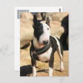 美しいイギリスのブルテリアフォトカード ポストカード (正面/裏面)