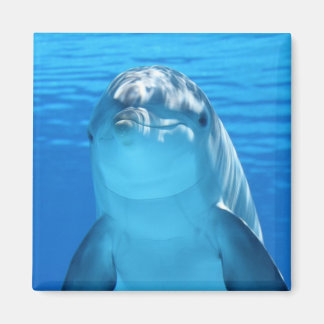 美しいイルカ マグネット