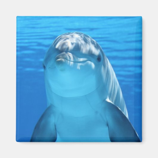 美しいイルカ マグネット (正面)