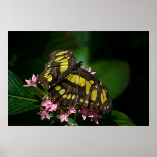 美しいインスターズプリント ポスター (正面)