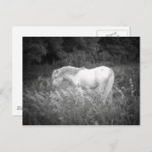 美しいイン白黒 ポストカード (正面/裏面)