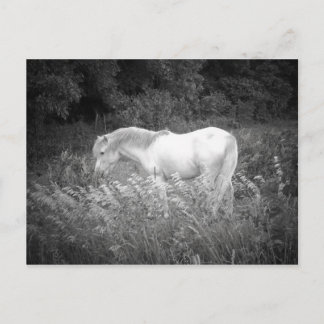 美しいイン白黒 ポストカード