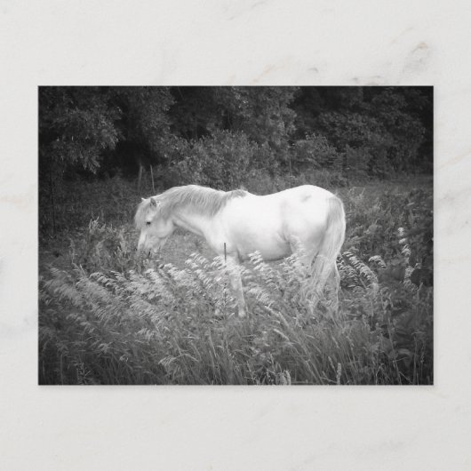 美しいイン白黒 ポストカード (正面)