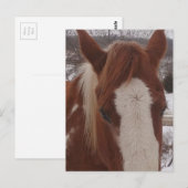 美しいウィンターペイントホースの牝馬 ポストカード (正面/裏面)
