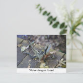 美しいウォータードラゴン ポストカード (スタンド正面)
