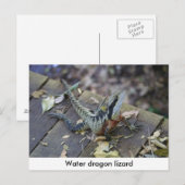美しいウォータードラゴン ポストカード (正面/裏面)