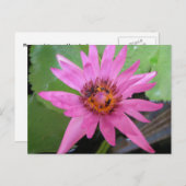 美しいウォーターリリーの移動のお知らせ ポストカード (正面/裏面)