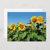 美しいウクライナサンフラワーポストカード ポストカード (正面/裏面)