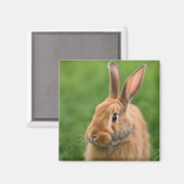 美しいウサギ マグネット (正面/裏面)