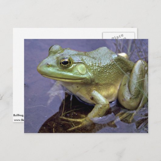 美しいウシガエル、オンタリオ州レイクセントピーター、カナダ ポストカード (正面/裏面)