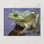 美しいウシガエル、オンタリオ州レイクセントピーター、カナダ ポストカード (正面)