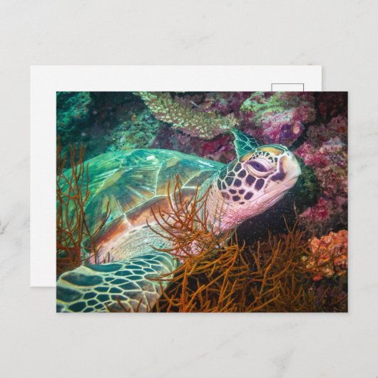 美しいウミガメと海洋植物 ポストカード (正面/裏面)