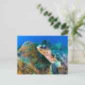 美しいウミガメと海洋生物 ポストカード (スタンド正面)