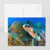 美しいウミガメと海洋生物 ポストカード (正面/裏面)