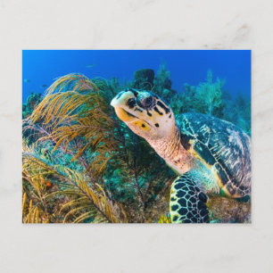 美しいウミガメと海洋生物 ポストカード