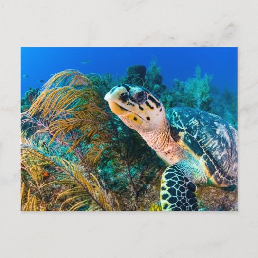 美しいウミガメと海洋生物 ポストカード (正面)