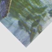 美しいウミガメ泳ぎ 薄葉紙 (詳細)